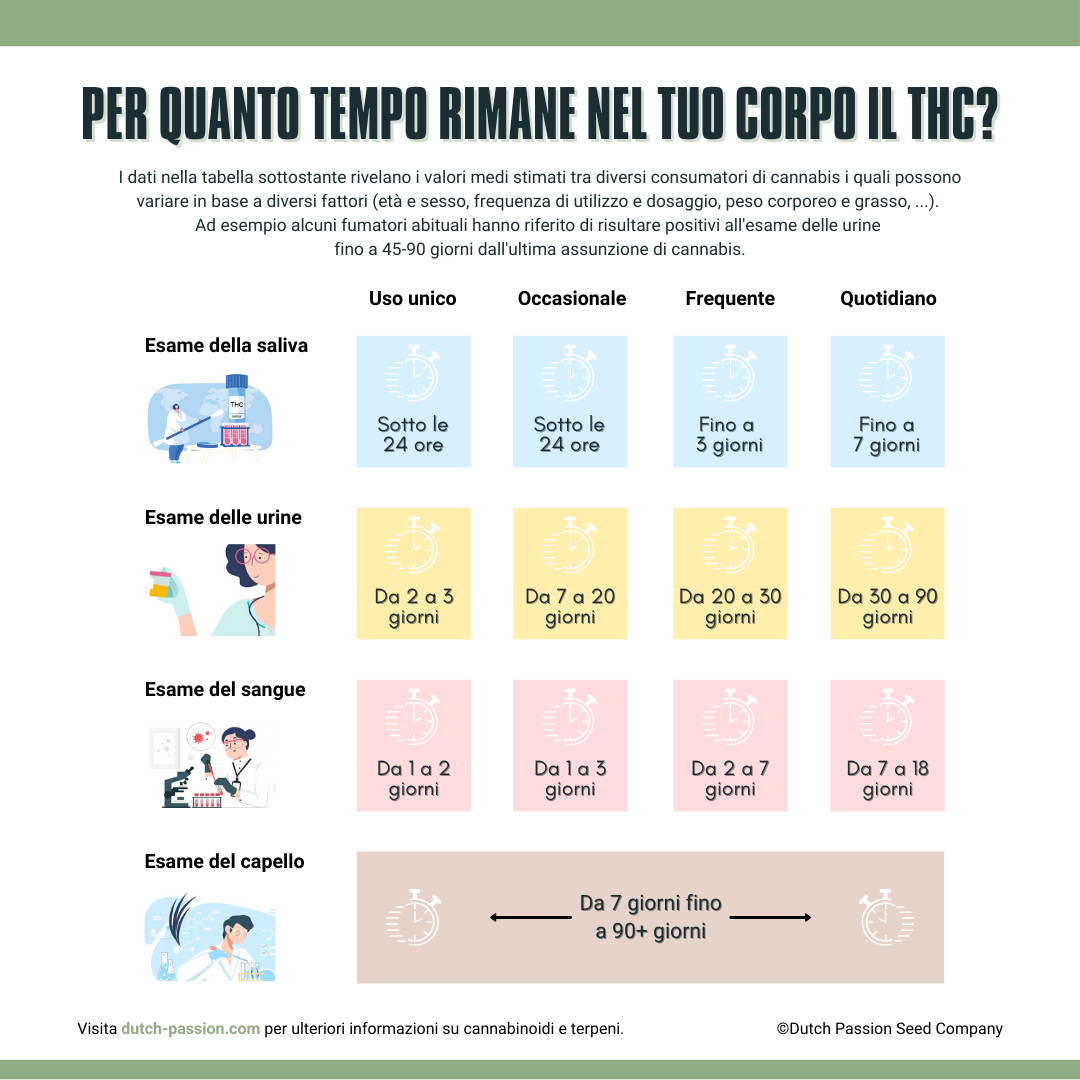 Per quanto tempo rimane realmente nel vostro sistema il THC? 